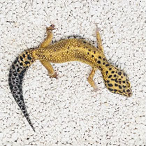 Leopardgecko 'Rani' Blood