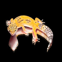 Leopardgecko 'Zazou' Extreme Tangerine