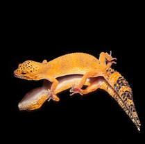 Leopardgecko 'Nisha' Extreme Tangerine