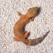 Leopardgecko 'Nisha' Extreme Tangerine
