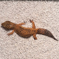 Leopardgecko 'Zazou' Extreme Tangerine