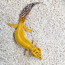 Leopardgecko 'Sally' Emerine