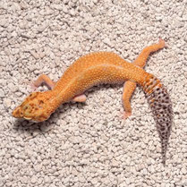 Leopardgecko 'Sally' Emerine