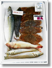 　　　　　　　志摩の四季の魚