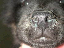 perro con moquillo