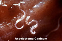 ancylostoma est un vers rond chez le chien. Il faut savoir quand vermifuger un chien pour debarasser chien des vers