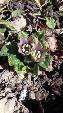 Mandragora