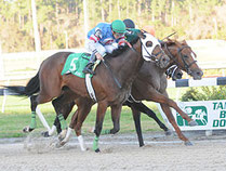 Odysseus (rechts) gewinnt das Tampa Bay Derby. www.bloodhorse.com