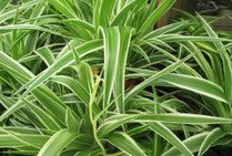 Le chlorophytum - Classement des 10 plantes les plus résistantes par Garden & the City