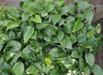Le scindapsus - Classement des 10 plantes les plus résistantes par Garden & the City