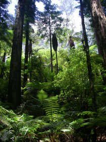 im Redwood Forest