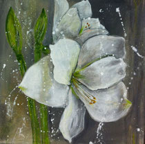 amaryllis