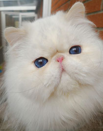 Gatos Persas Gatos Persas Y Exoticos Polishcattery 2020ª Productos Y Cuidados Adopcion