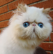 Gatos Persas Gatos Persas Y Exoticos Polishcattery 2020ª Productos Y Cuidados Adopcion