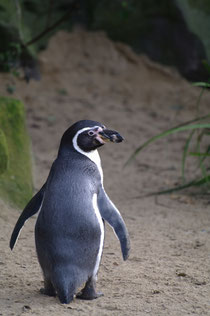 ダブリン動物園