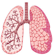 Lungs