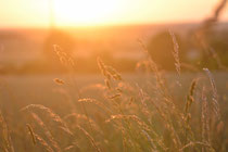Fernblick Abbenroder Mühlencafé