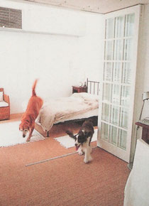 犬　床