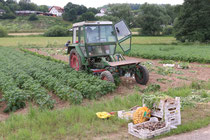 Fruhkartoffeln Sind Geerntet Biohof Wicke Liefert Okologische Und Gesunde Kartoffeln Rund Um Korle Frei Haus