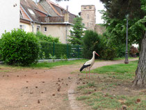 Vue de la Porte de Thann à Cernay avec une cigogne en premier plan