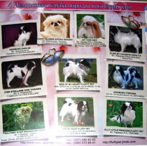 японский хин в Украине, купить щенка  японского хина, Japanese chin puppies