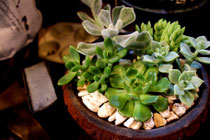 花野庭_多肉植物イメージ2