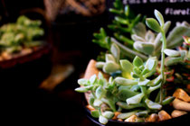 花野庭_多肉植物イメージ3