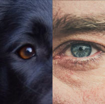 Argus. Blick Hund Du - Freue am gemeinsamen Erleben.