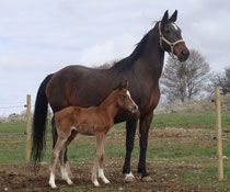 Bijou avec Carabijou du Galoï
