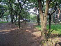 ここが敷島公園内の松林