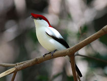 manakin de bokermann