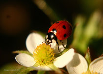 coccinelle a 7 points