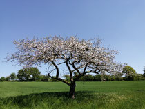 Ebrach