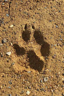 Trace de Loup
