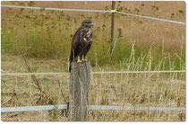 Wolf, Turmfalken, Eulen...(foto ho)