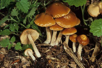 Conocybe utriformis Säuerlich schmeckender Glockenschüppling