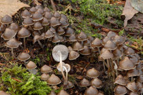 Mycena tintinnabulum Winter-Helmling