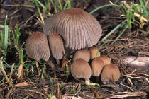 Coprinus silvaticus Rausporiger Büschel-Tintling