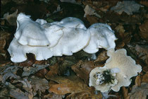 Lyophyllum connatum Weißer Rasling