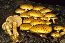 Pholiota aurivella Goldfell-Schüppling