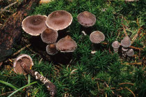 Cortinarius flexipes  Duftender Gürtelfuß