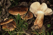 Tricholoma populinum Pappel-Ritterling