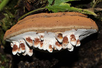 Ganoderma applanatum Flacher Lackporling mit Zitzengallen