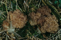 Gyromytra esculenta