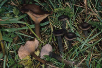 Pseudoclitocybe cyathiformis Kaffeebrauner Scheintrichterling