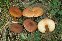 Clitocybe sinopica Kohlen-Trichterling