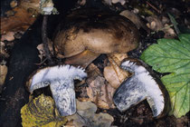 Boletus pulverulentus Schwarzblauender Röhrling