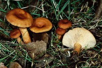 Lactarius tabidus Flatter-Milchling