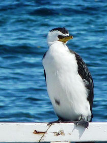 Schlangenhals-Vögel (die sehen mit eingezogenem Hals fas wie Pinguine aus