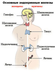 Эндокринные железы - органы чакр